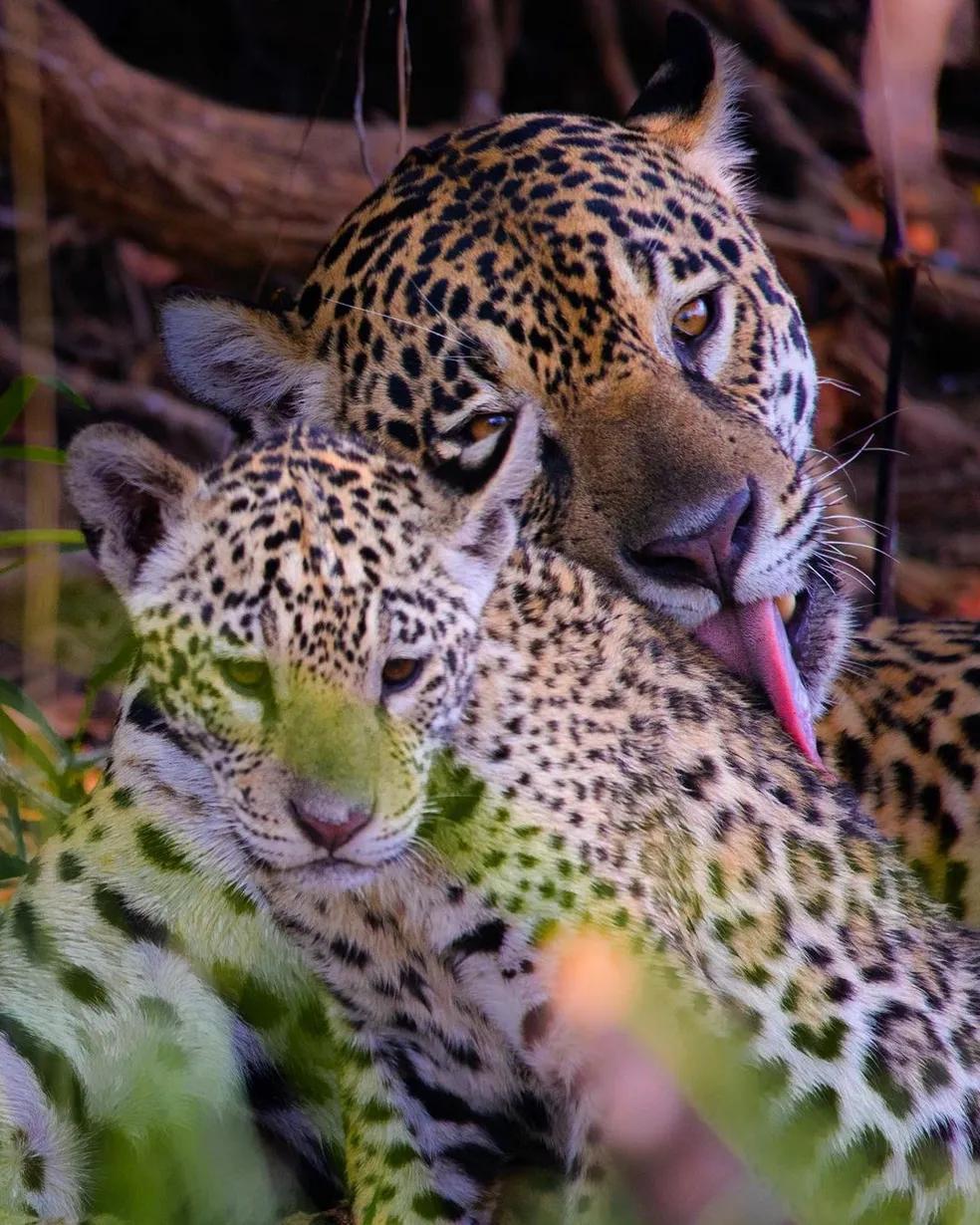 Onça-pintada e filhote nadam lado a lado no Pantanal; veja vídeo