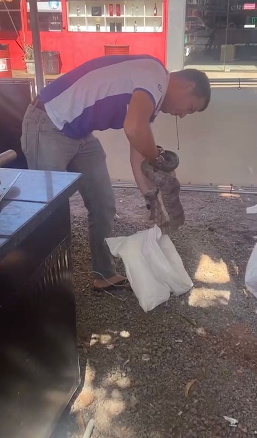 Serpente é capturada na feira do CPA3, em Cuiabá