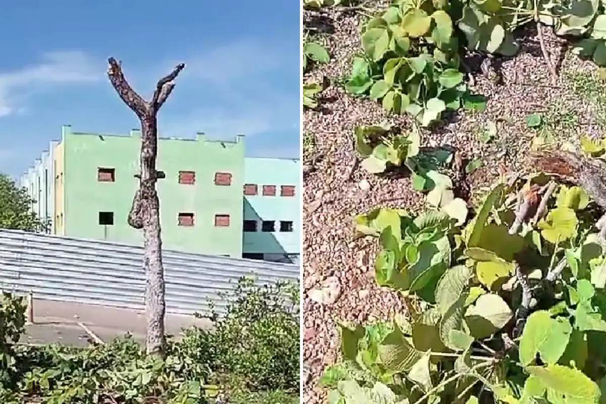 corte de árvore nativa acende alerta em Mato Grosso