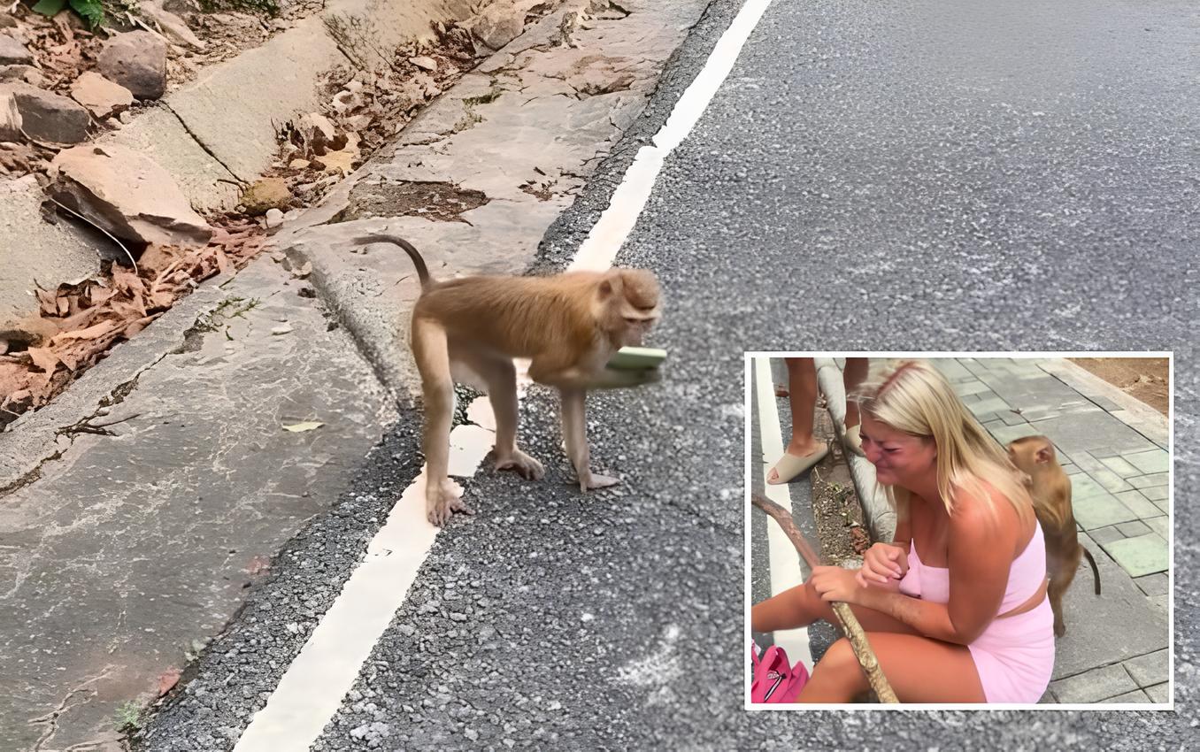 Macaco foge com celular de turista e “tira selfies” antes de devolver o aparelho