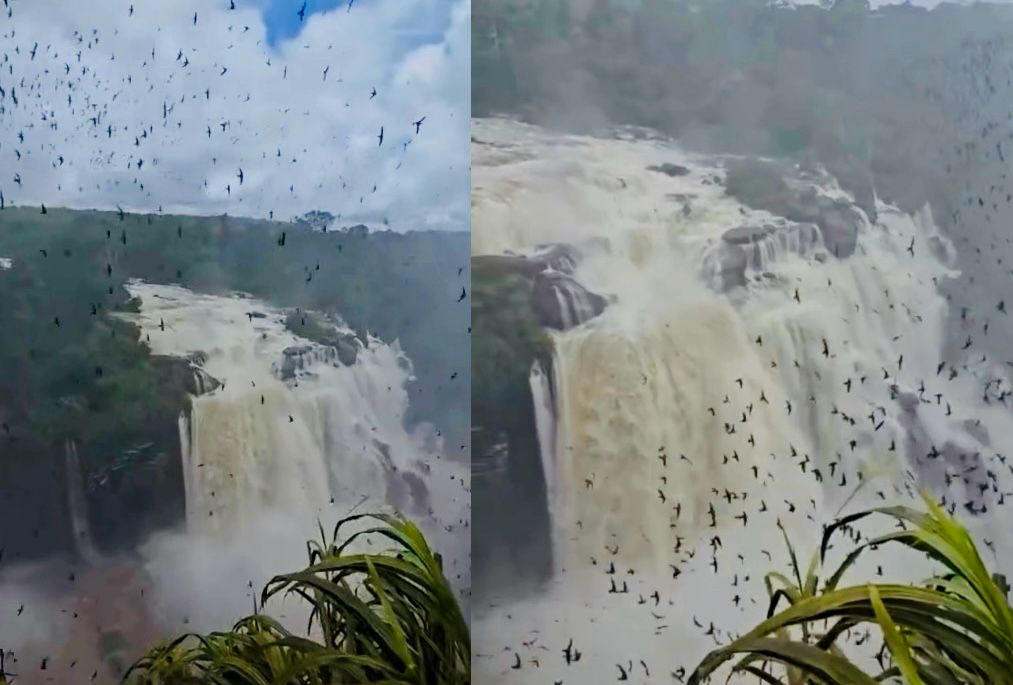 Céu de Aripuanã vira palco de revoada épica de andorinhas