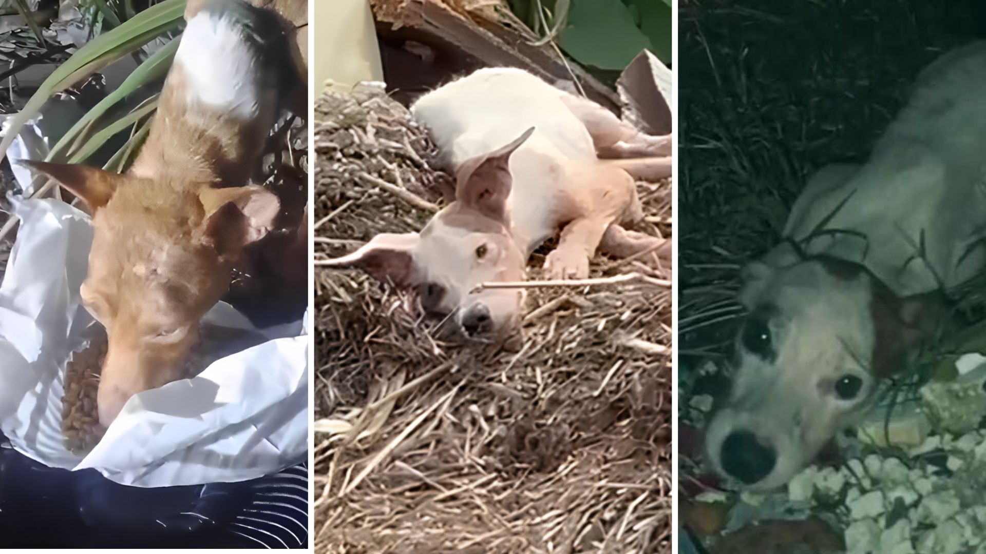 Projeto quer cassar CNH de quem for flagrado abandonando animais em Mato Grosso; veja vídeo