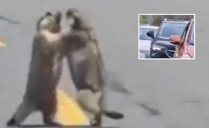 Briga entre marmotas para o trânsito na China e provoca congestionamento