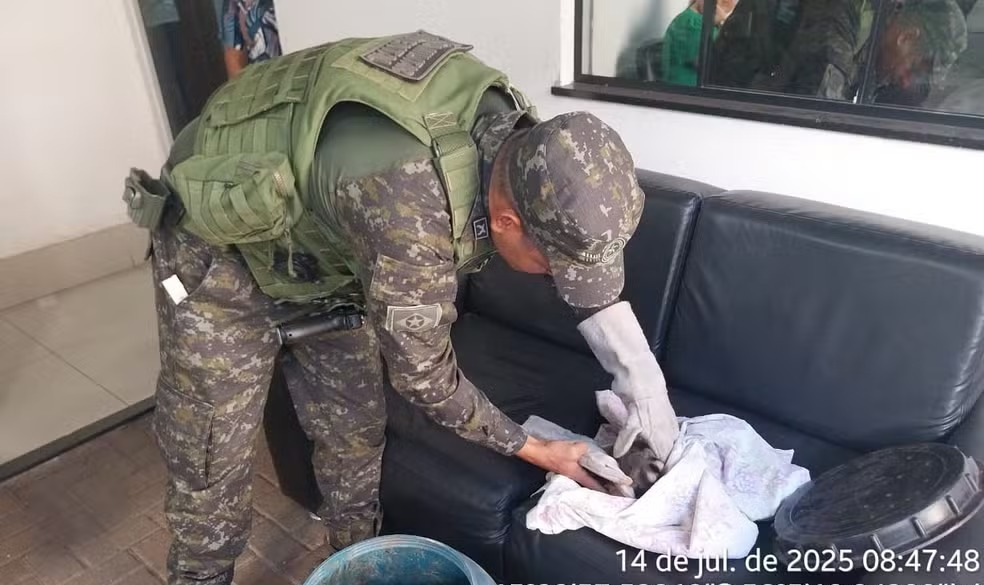 Macaco Ferido Mobiliza Polícia Ambiental em Cuiabá