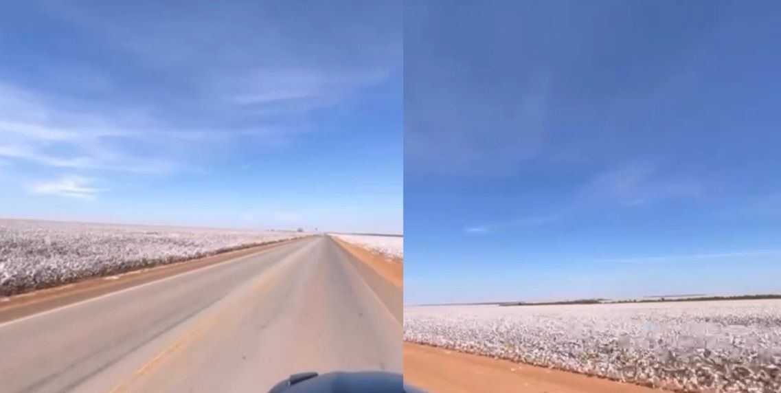 Mato Grosso Exibe Sua Grandeza com Plantação de Algodão Viralizada