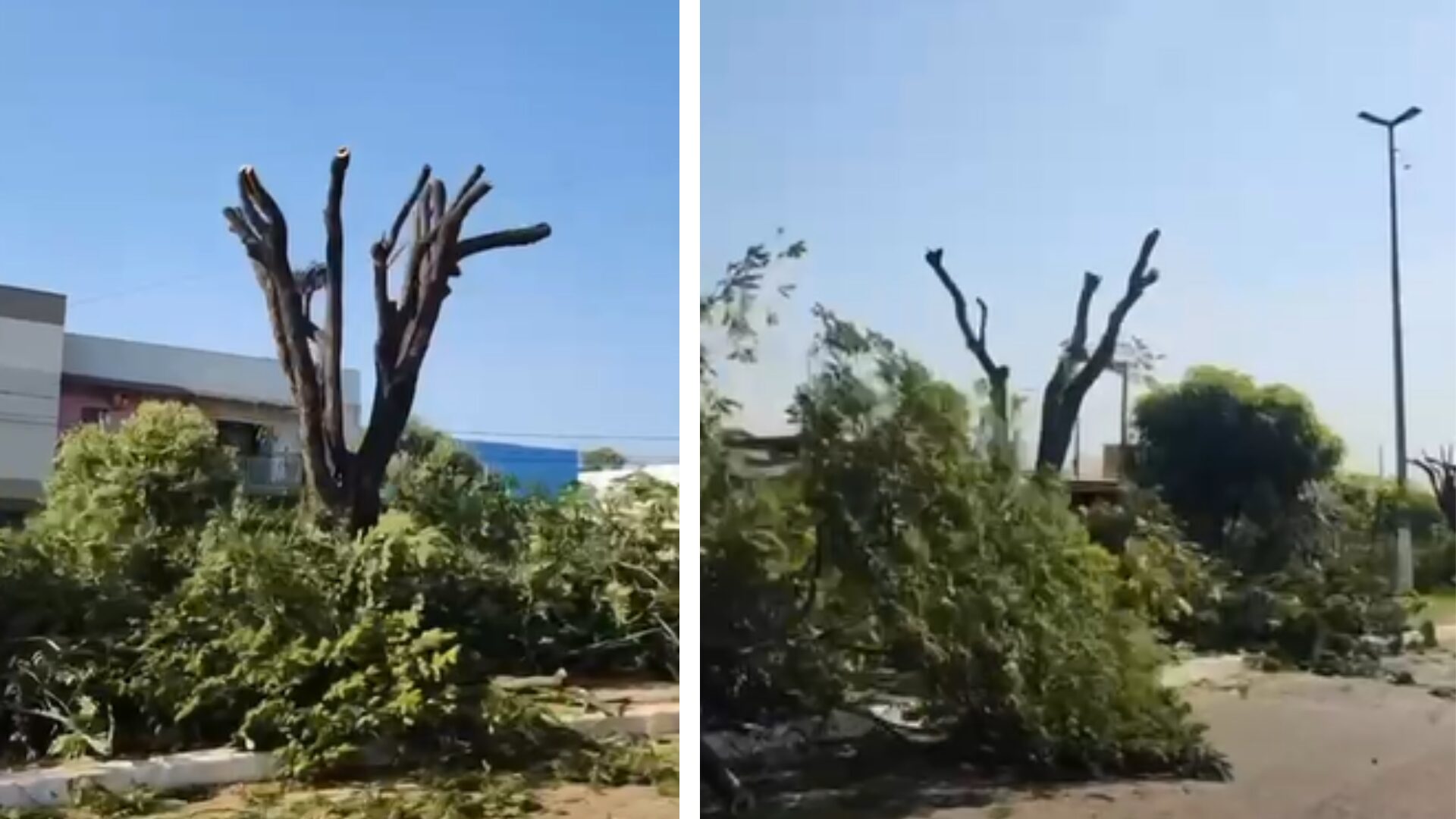 Corte de árvores em pleno calor e seca revolta morador de Jaciara; veja vídeo