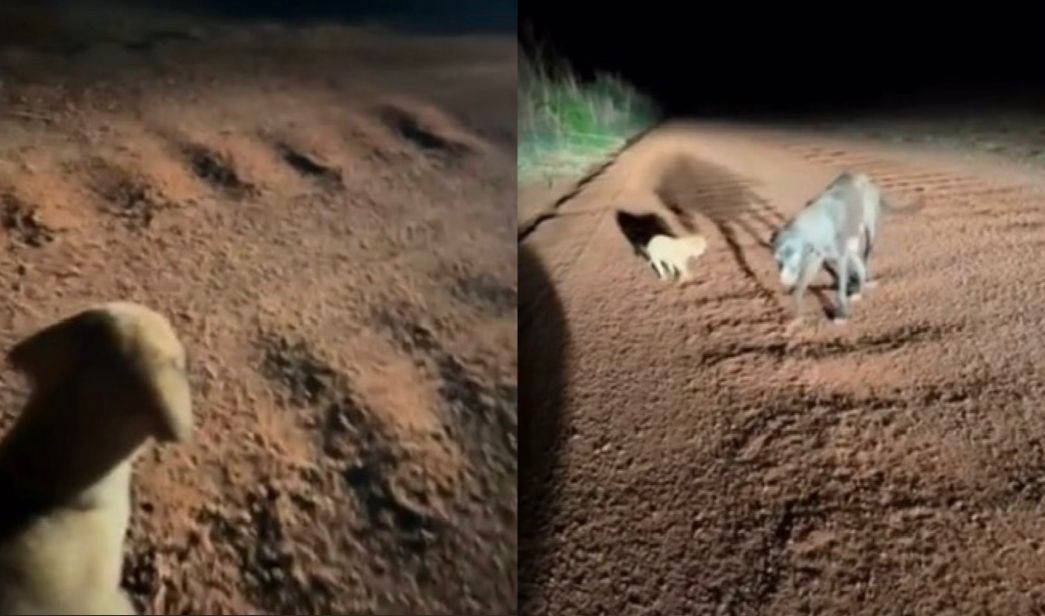 Dentista Resgata Filhote e Mãe Abandonados em Estrada