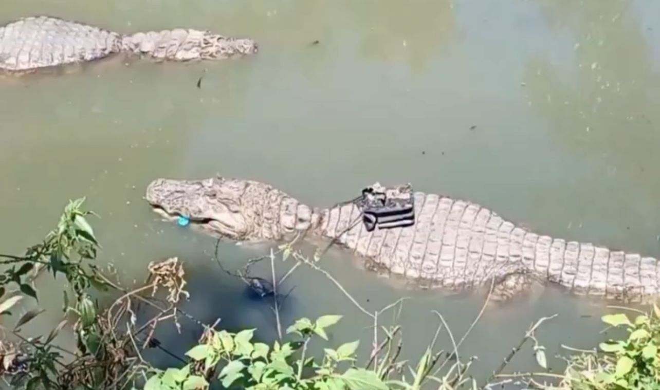 Jacaré viraliza ao aparecer com bolsa em comunidade