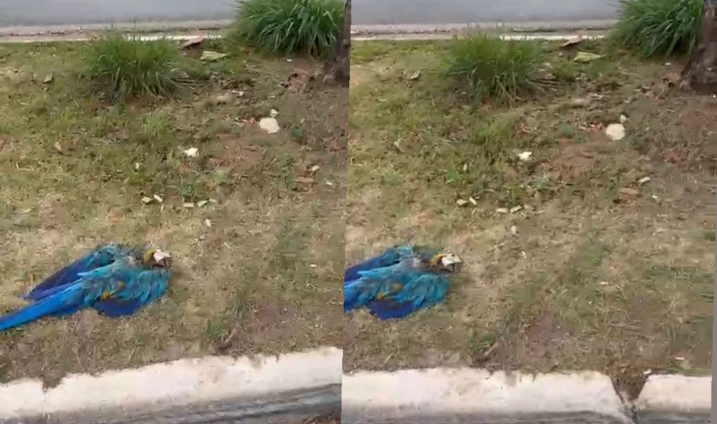 Arara é achada morta em área urbana