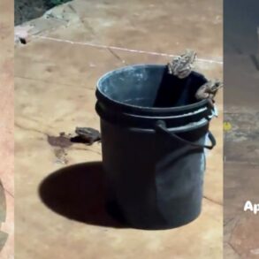 jornalista flagra cena inacreditável em fazenda mato-grossense