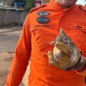 Bombeiros Usam Equipamento Hidráulico para Salvar Gato