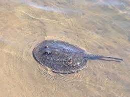 Arraias são encontradas em praias de MT e GO