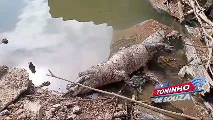 Jacaré é encontrado morto no rio Cuiabá.