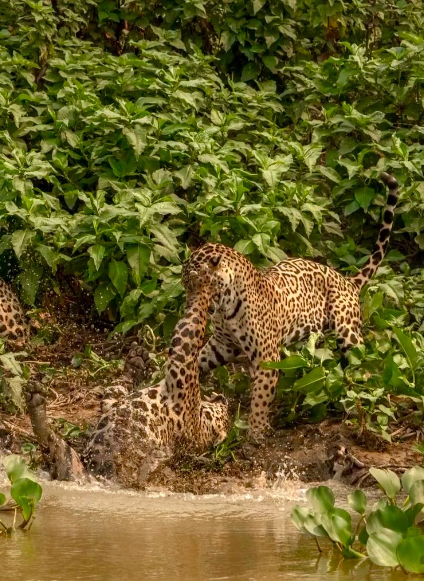 Câmeras flagram batalha épica de Onças-Pintadas no coração do Pantanal