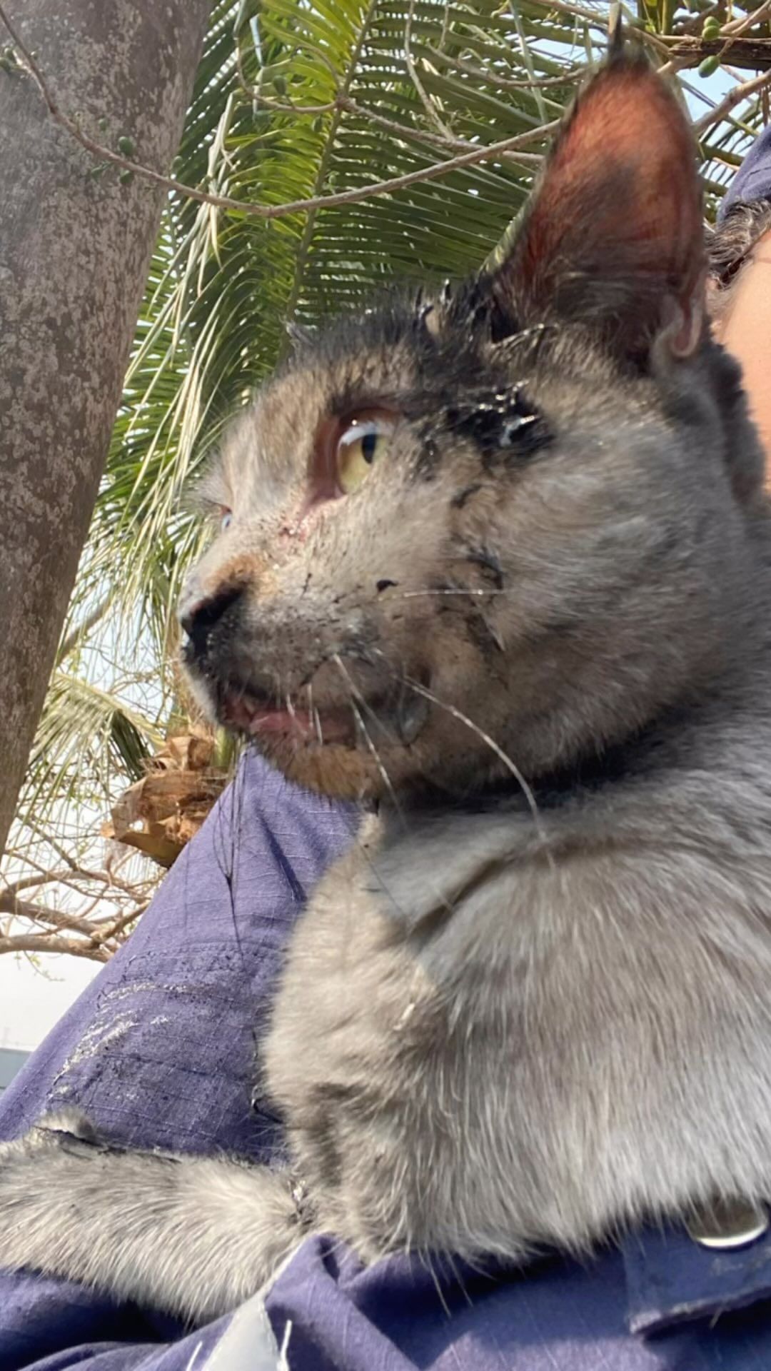 Bombeiros resgatam dois gatos de incêndio em residência