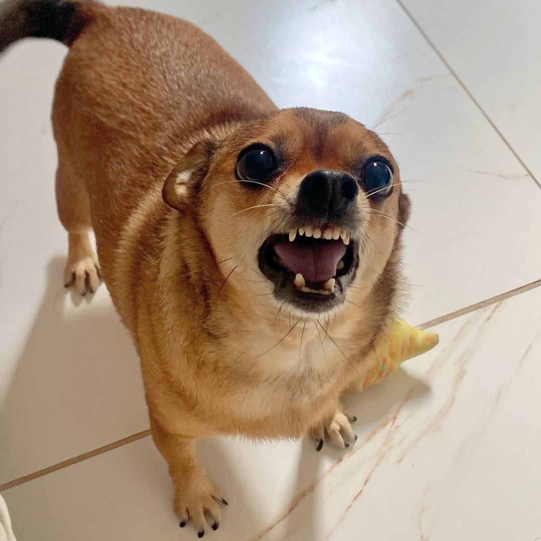 Cachorrinha Amora viraliza ao proteger celular da dona de maneira inusitada; VEJA VÍDEO