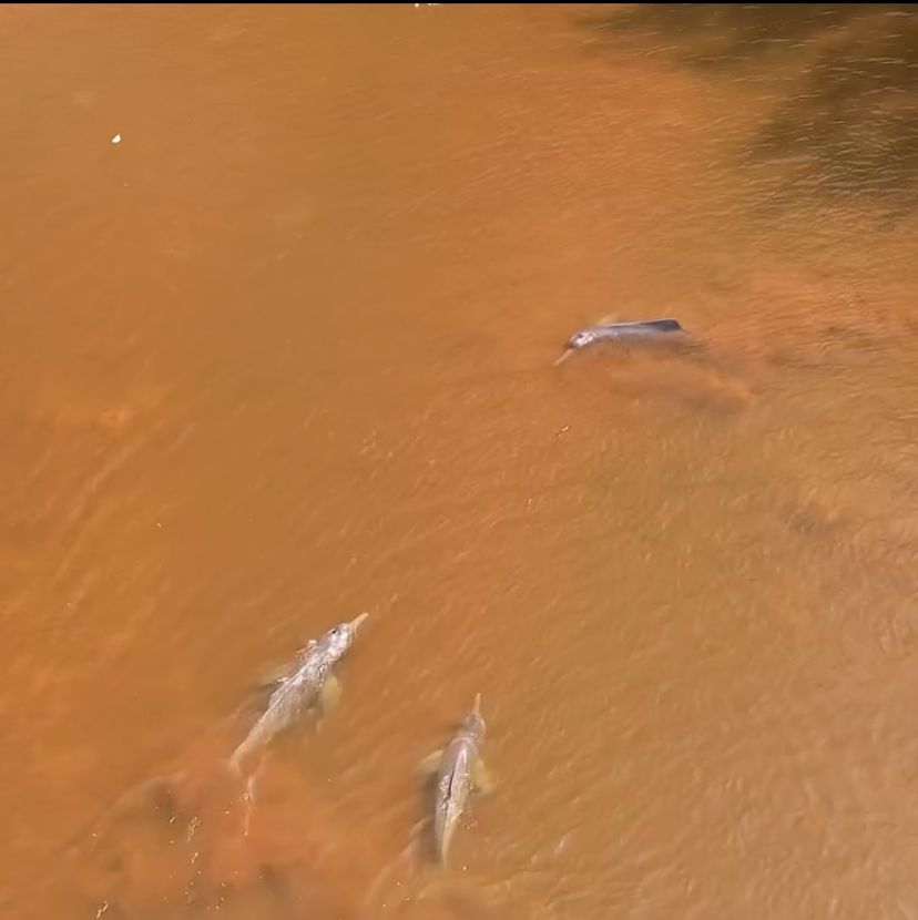 Família de Botos Encanta ao Brincar nas Águas do Rio Araguaia
