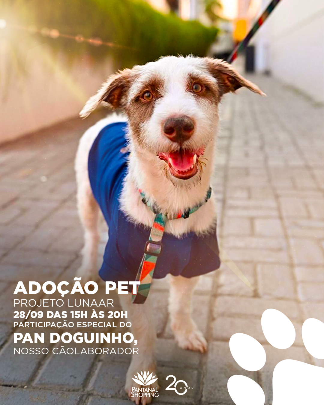 Pantanal Shopping e projeto Lunaar se unem para evento de adoção pet; VEJA VÍDEO