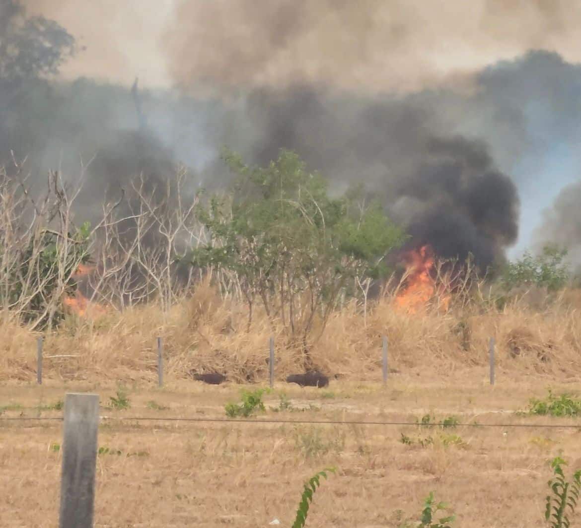 Queimada atinge área de mata em Sinop; animais fogem