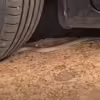 Servidora Leva Susto ao Encontrar Cobra-Cipó em Estacionamento da Prefeitura