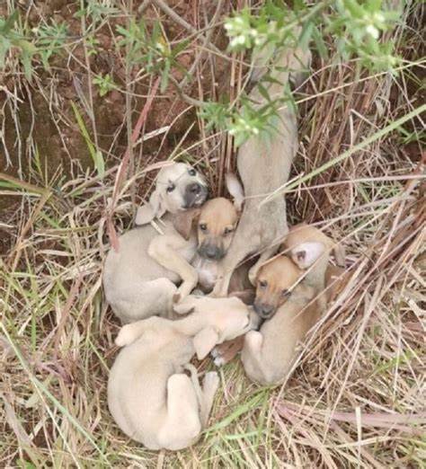 Polícia de Guarantã do Norte Realiza Resgate Emocionante de Filhotes Abandonados