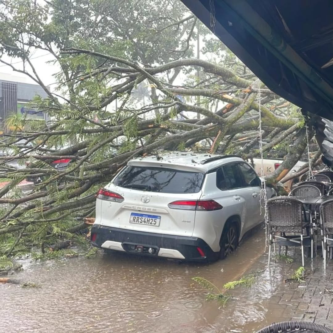 Árvore gigante cai em restaurante após ventania em Primavera do Leste