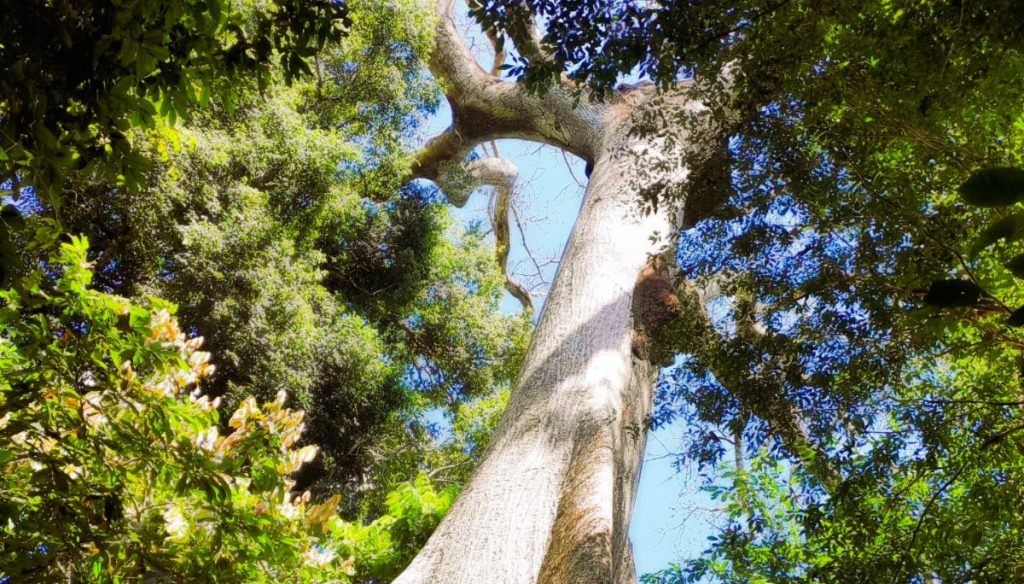 Samaúma gigante de Mato Grosso impressiona o mundo