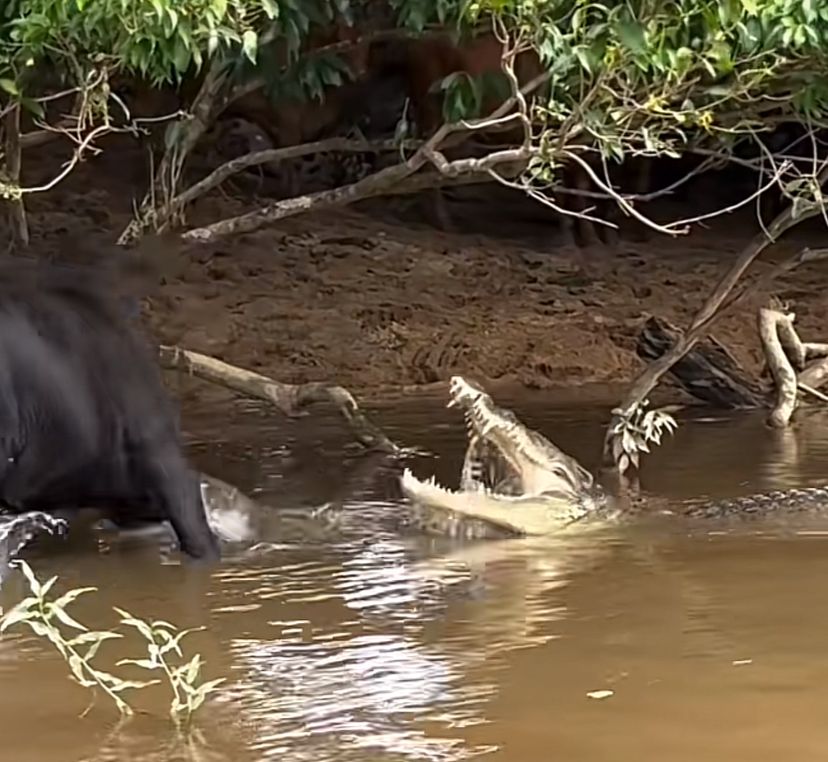 Câmera flagra momento em que boi dribla ataque de crocodilo gigante