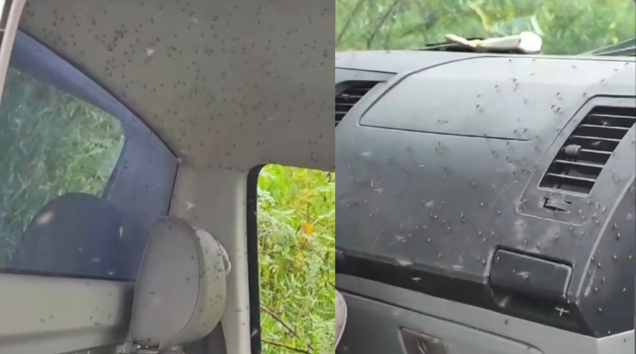 Interior de carro fica coberto por mosquitos no Pantanal