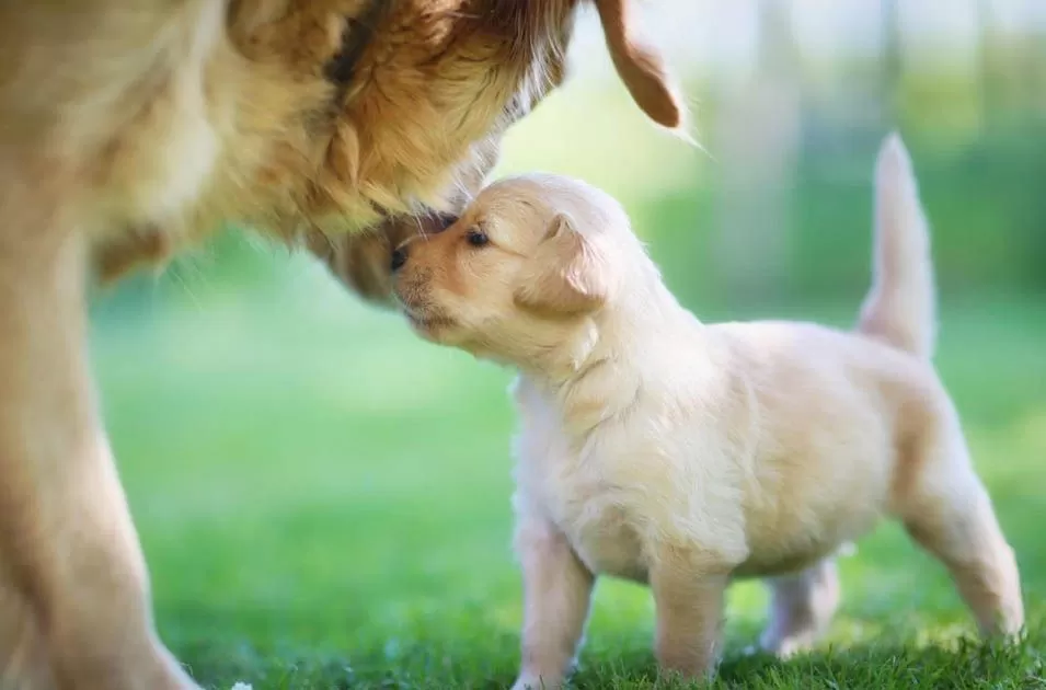 Cadela leva filhote inconsciente a clínica veterinária e comove o mundo; VEJA VÍDEO