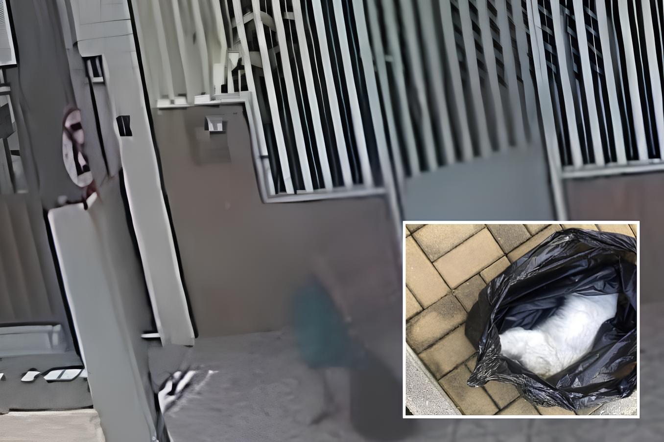 Crueldade contra gato em Aracaju gera indignação e mobiliza autoridades; VEJA VÍDEO