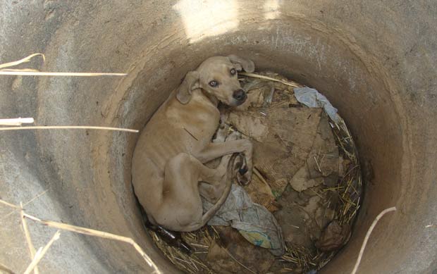 Cachorra cai em poço e é resgatada por bombeiros no DF; VEJA VÍDEO
