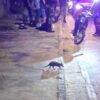 Tatu rouba a cena em ocorrência policial