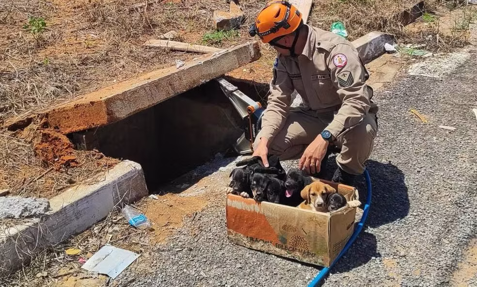 Bombeiros salvam seis filhotes abandonados em um bueiro em Sorriso