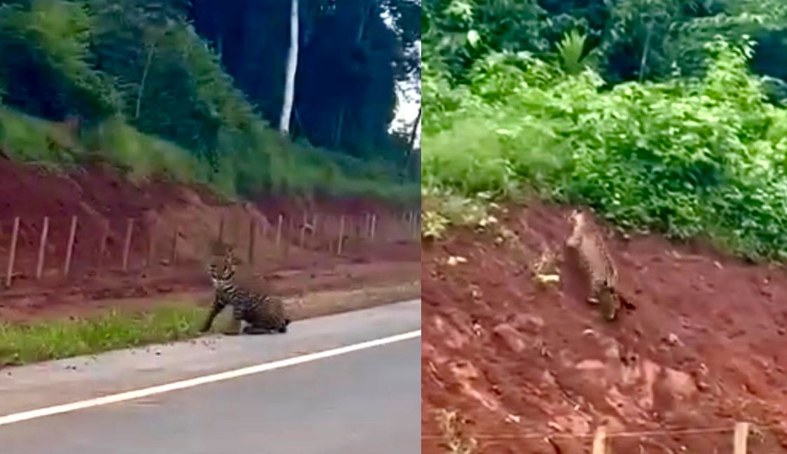 Onça-pintada surpreende motorista em estrada de Mato Grosso