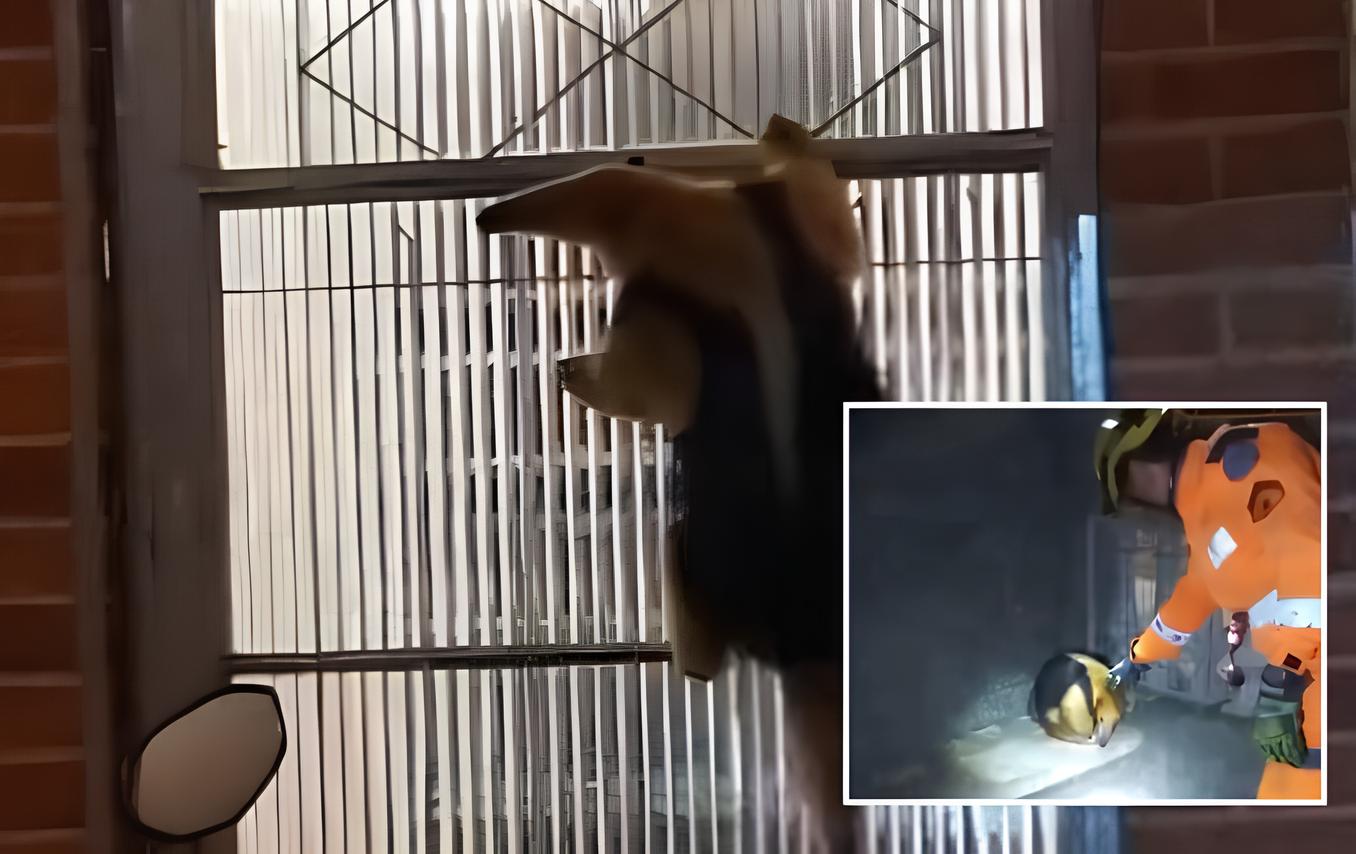 Veja resgate de tamanduá de 1 metro que assustou moradores