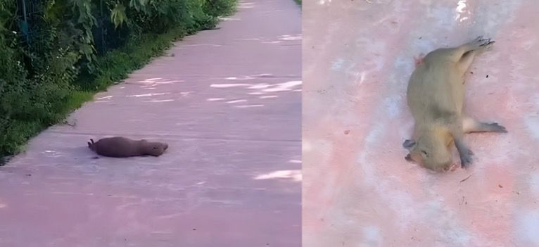 Cena de capivara morta em Cuiabá revolta a internet