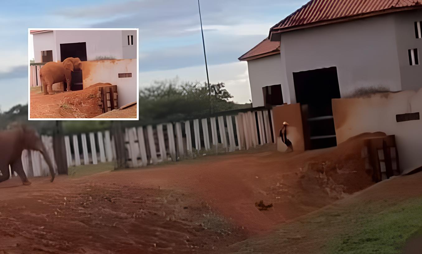 Homem invade recinto de elefante em zoológico de Brasília