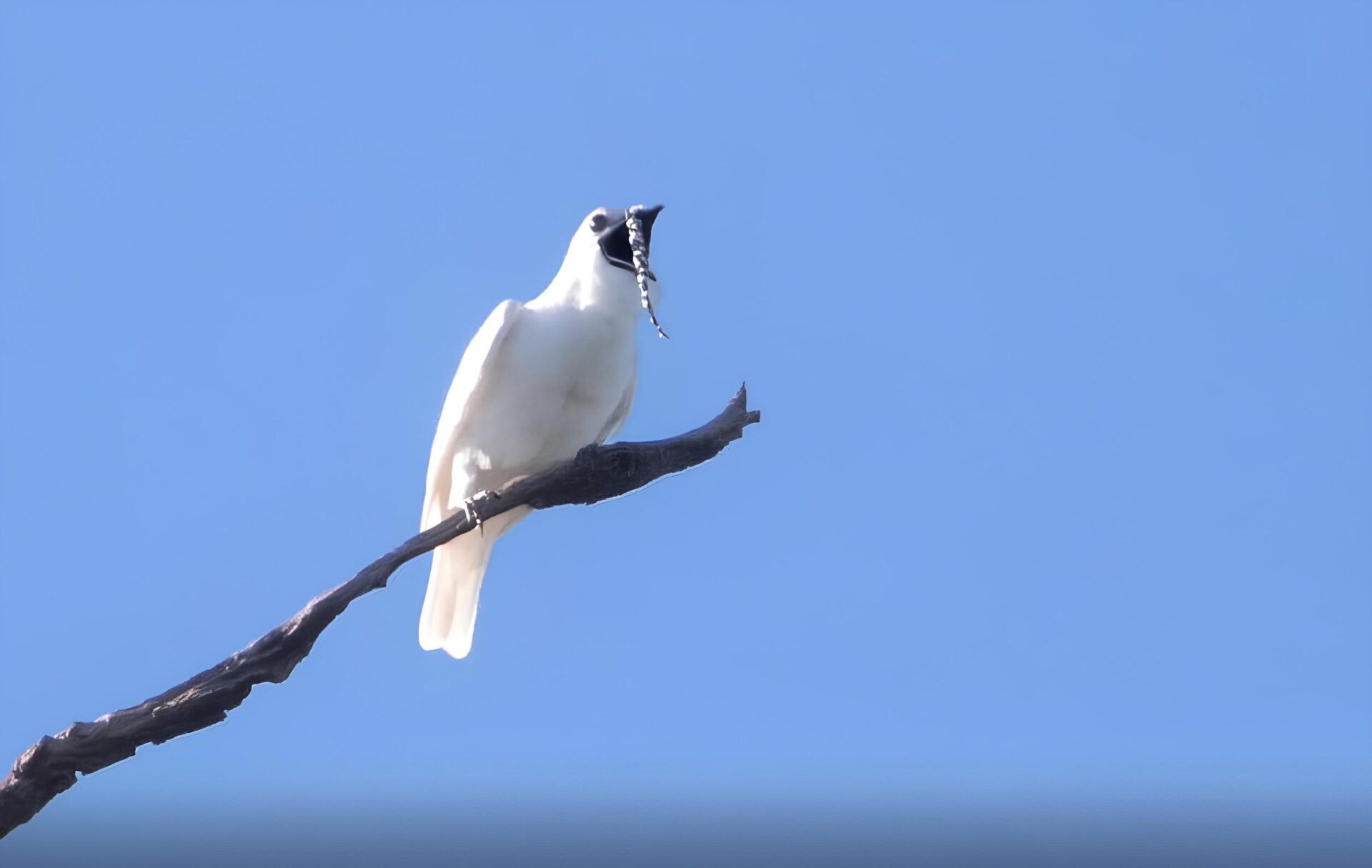 O som que este pássaro brasileiro emite, faz parecer estar tocando um alarme de emergência