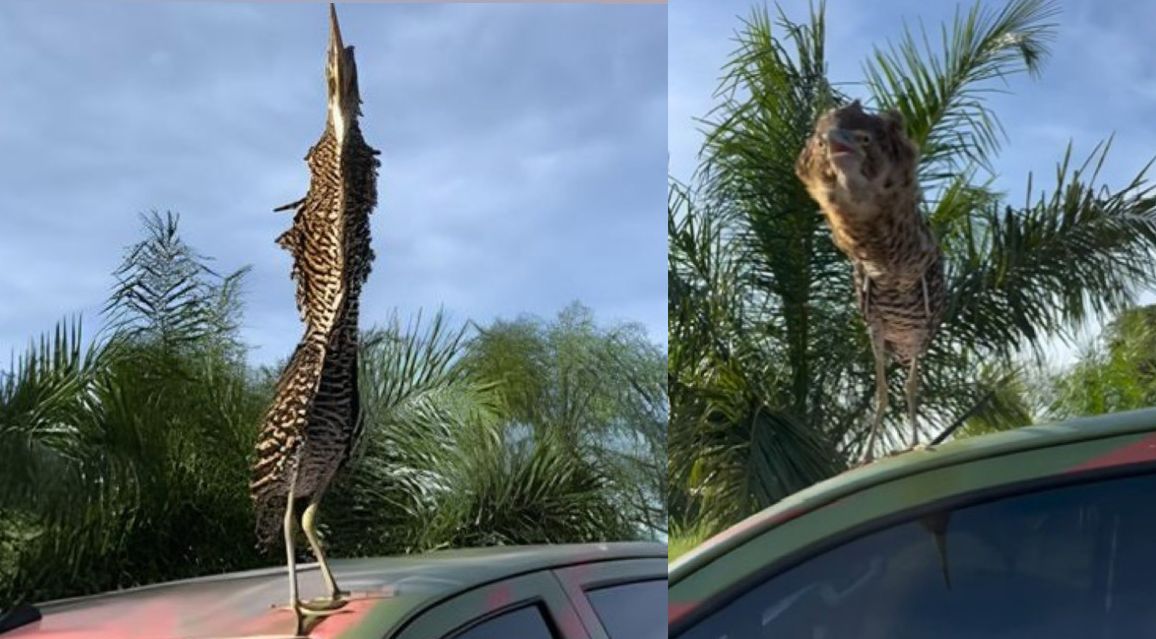 Socó-boi Vira Estrela ao Montar Guarda em Veículo no Pantanal