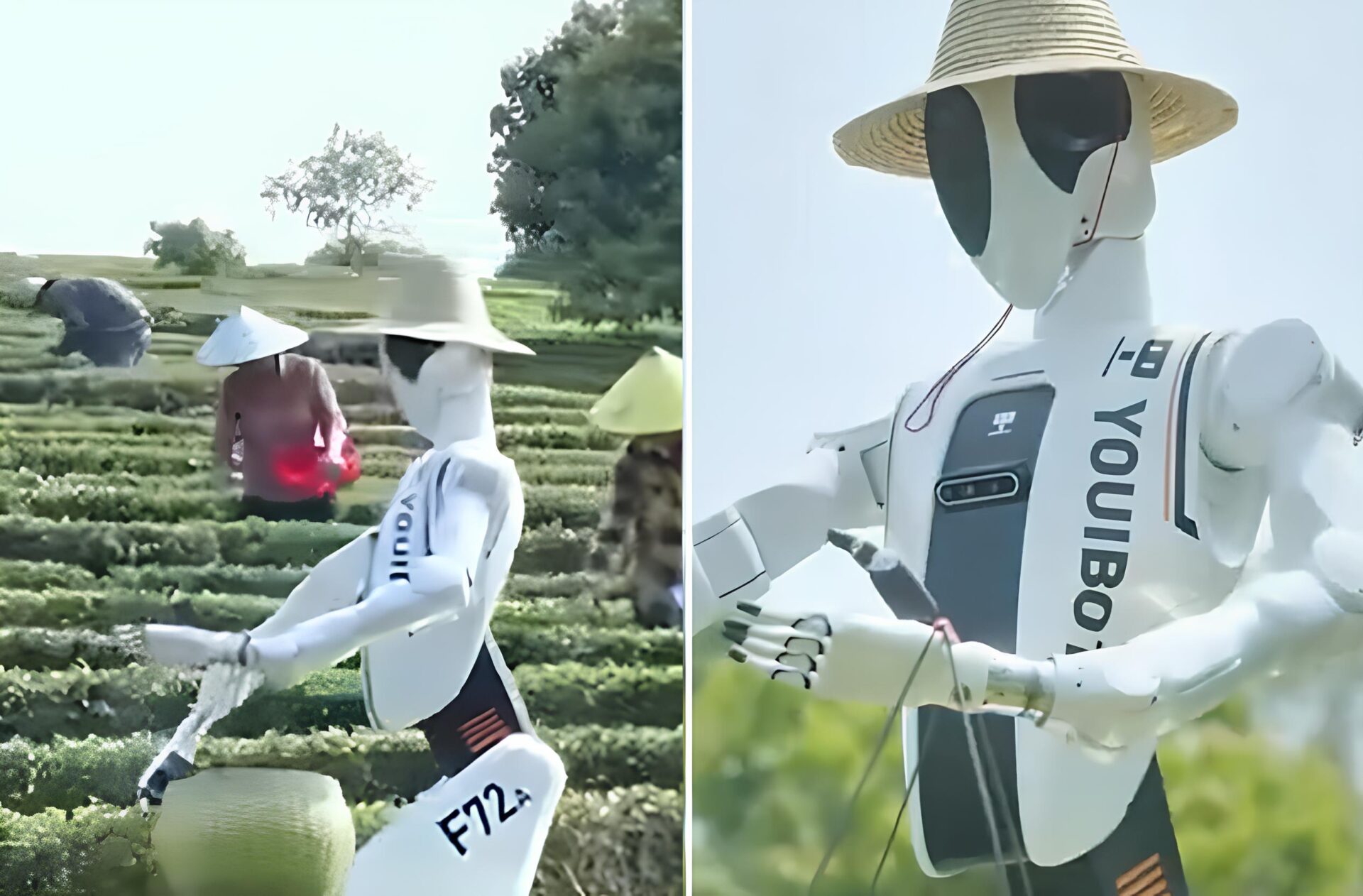 China cria robô humanoide que “trabalha” como agricultor em plantação