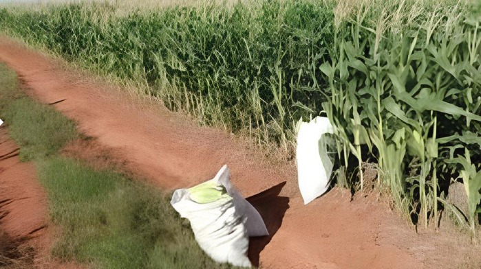 Suspeitos Fogem Para Plantação de Milho em Mato Grosso e Cena Viraliza