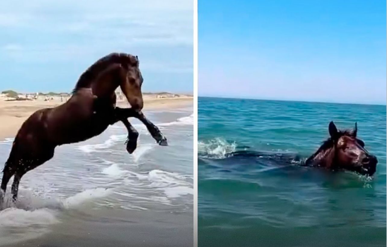 Cavalo conhece o mar pela primeira vez e reação encanta web