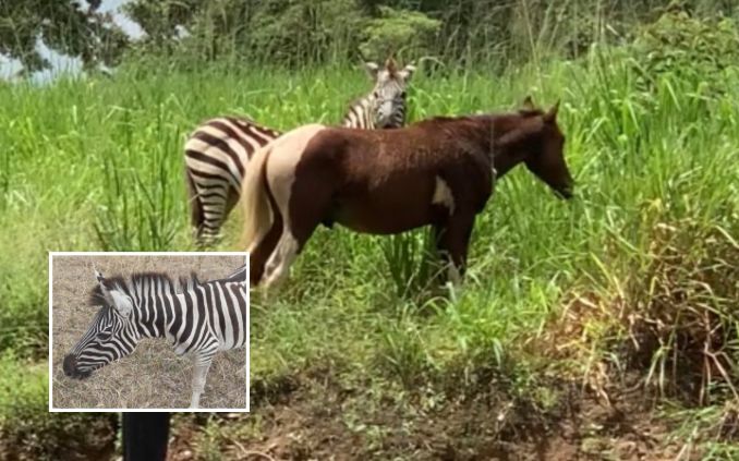 Zebra é flagrada em propriedade privada e viraliza na web