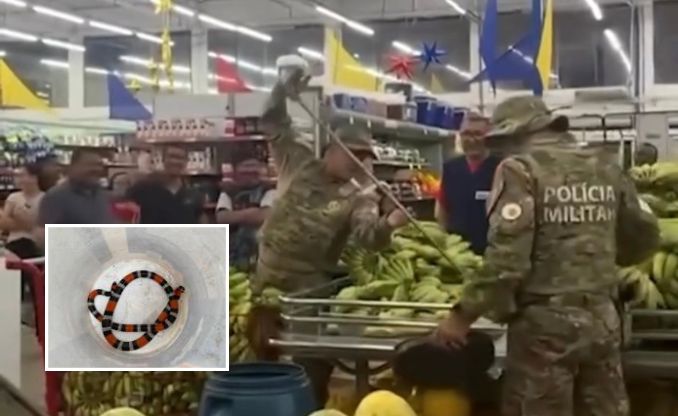 Filhote de cobra coral é encontrado entre bananas em mercado