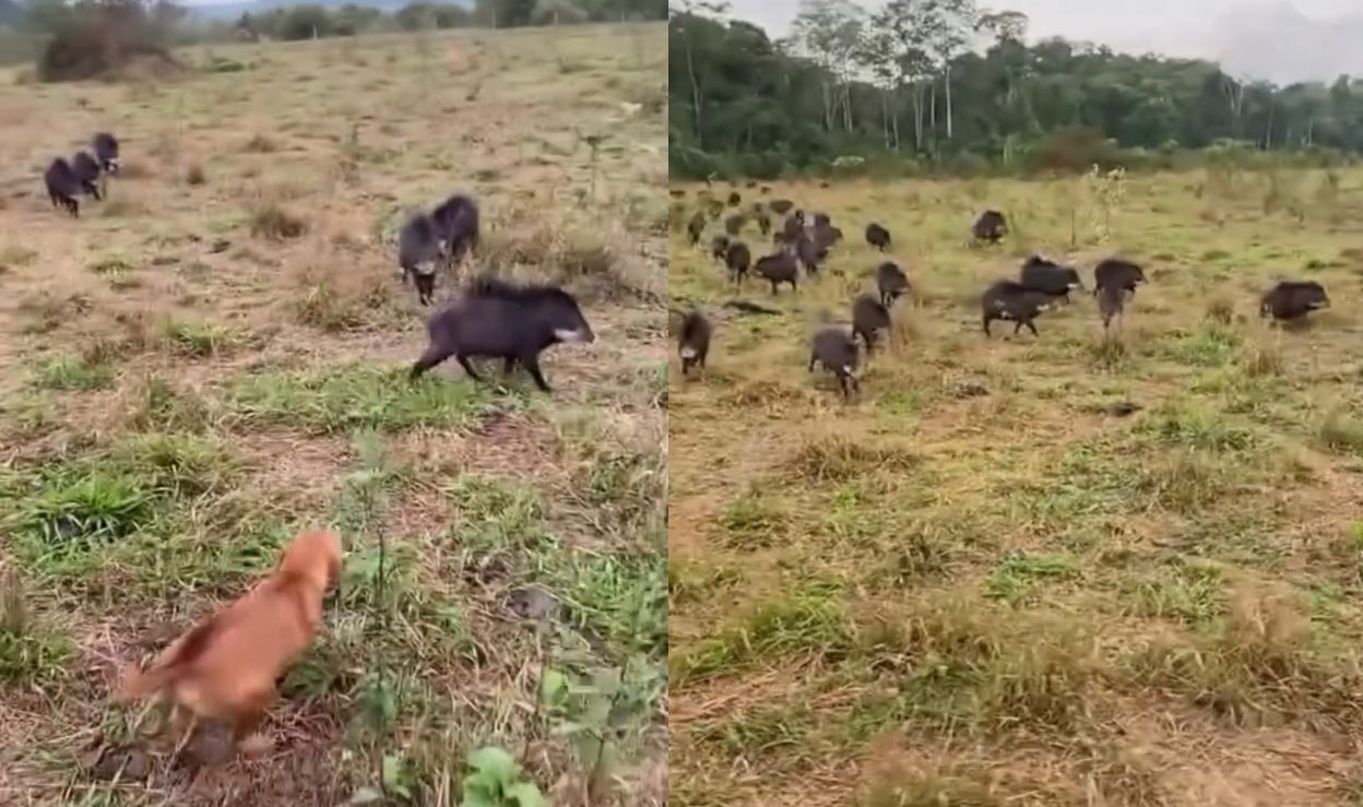 javalis destroem lavoura e atacam cachorro em Sinop