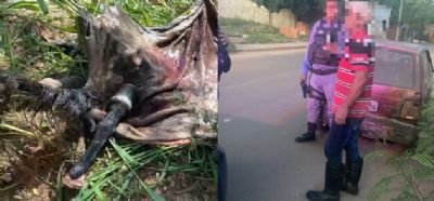 Polícia flagra homem com animal abatido no porta-malas