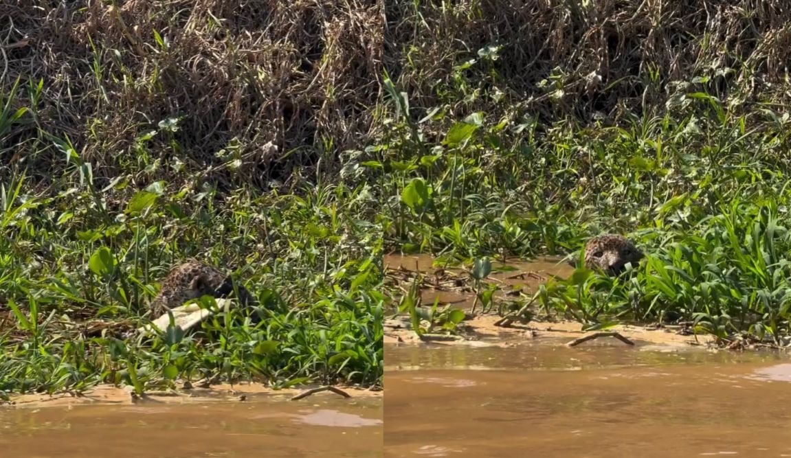 Onça Ousado enfrenta jacaré em confronto impressionante no Pantanal