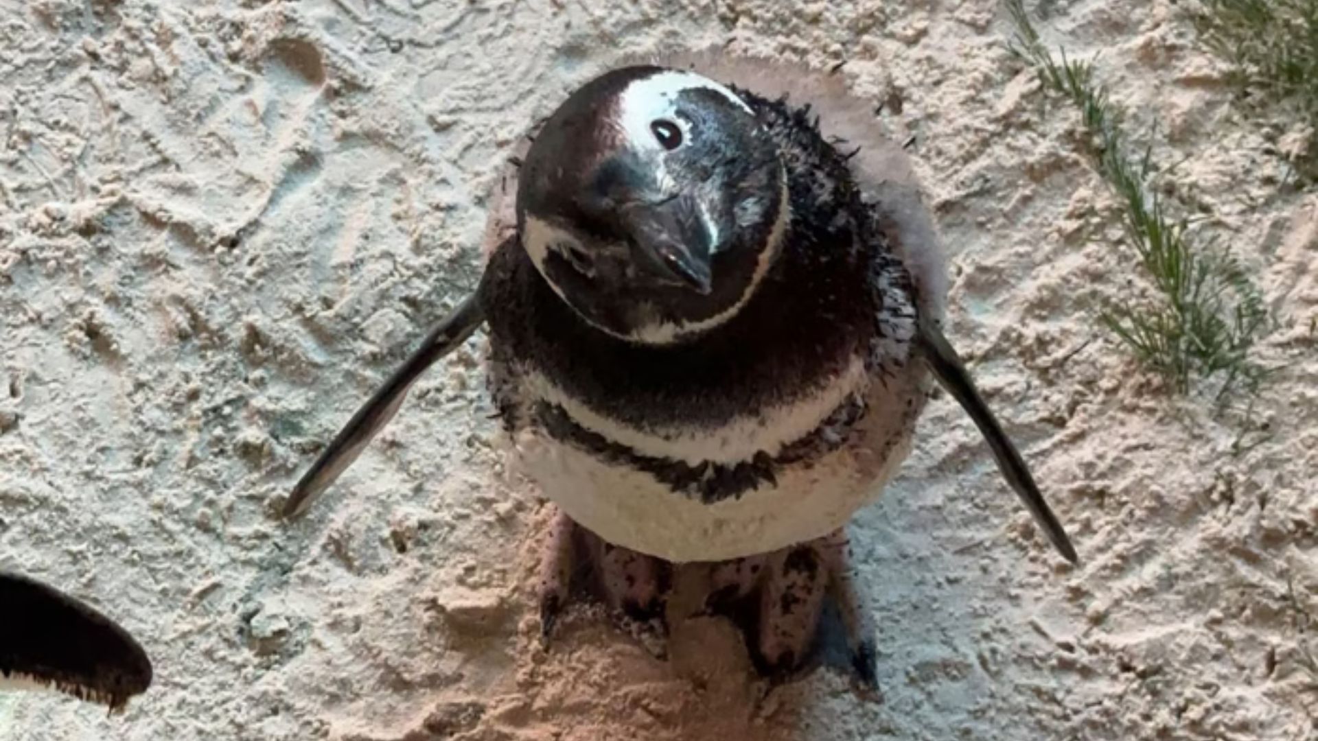 Trio de pinguins-de-Magalhães chega ao Aquário brasileiro e encanta visitantes; veja vídeo