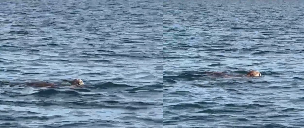 Onça-pintada nada no Lago do Manso e encanta pescadores em Mato Grosso